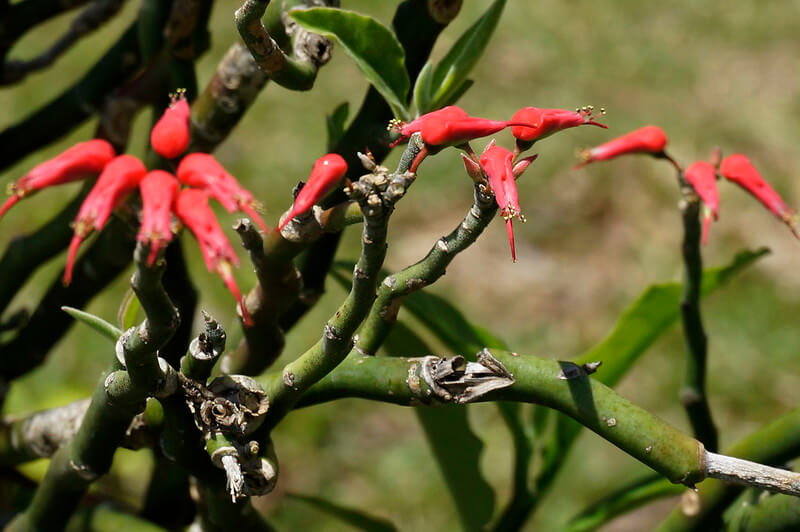 Euphorbia tithymaloides 2